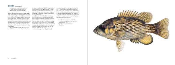 The Great Minnesota Fish Book