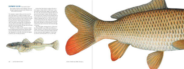 The Great Minnesota Fish Book